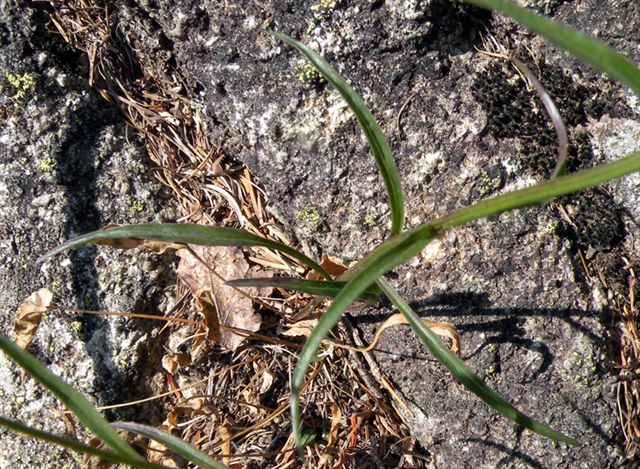 Phyteuma scheuchzeri / Raponzolo di Scheuchzer